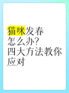 猫咪夜叫烦恼？激素惹的祸，试试转移注意力！（猫叫春有什么缓解方法）