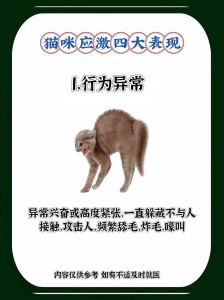 视觉隔离气味安抚规律作息（猫咪应激的解决方法）