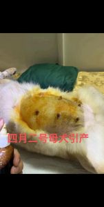 狗狗绝育利弊多，主人需权衡（狗狗绝育的好处与坏处）