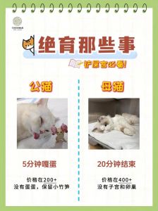 激素未退本能显，多运动少应激帮它缓（绝育的公猫晚上怎么还有精力到处跑）