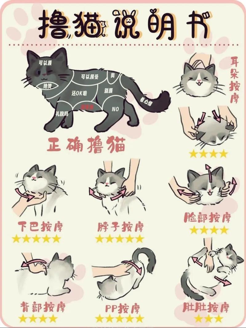 深夜猫嚎春扰人？科学应对助安眠（制止猫咪嚎春的快速方法）