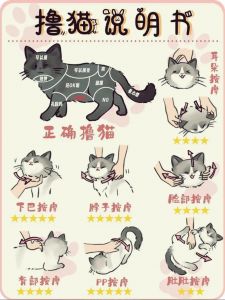 猫咪嚎叫不安？绝育是根本解决方法！（猫思春的时候解决办法）