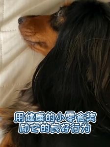 狗狗绝育后闹脾气？别记仇，耐心安抚是关键（狗做完绝育后会记恨主人多久）