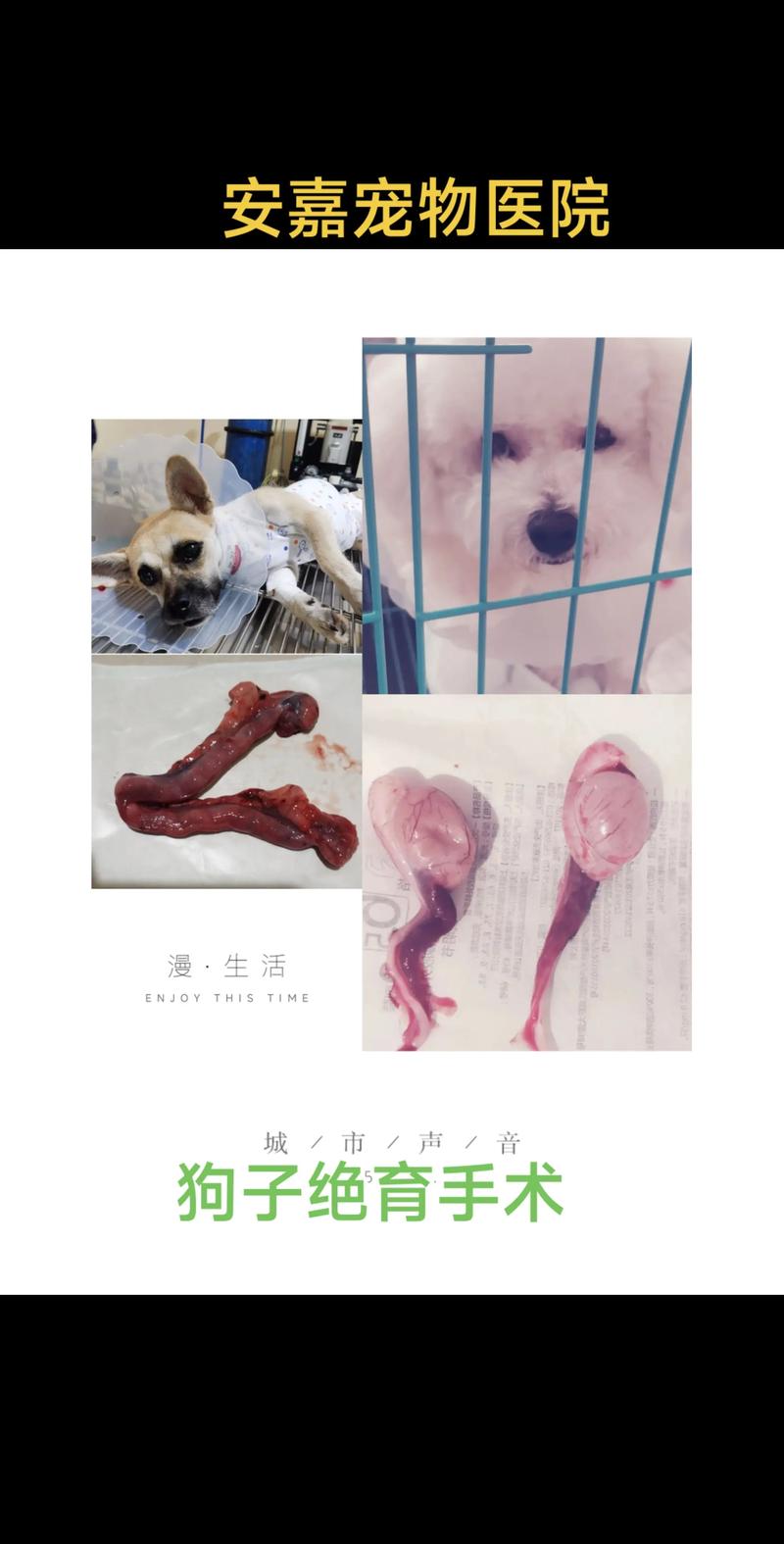 静养喂食勤检查，恢复健康靠主人（母狗做完绝育手术后需要注意什么）