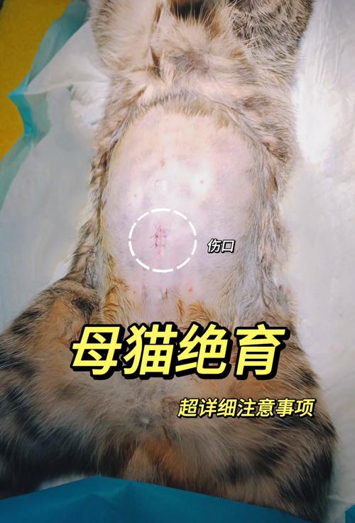 小猫小狗绝育选对时机很重要（小母猫小母狗做绝育手术怎么办）