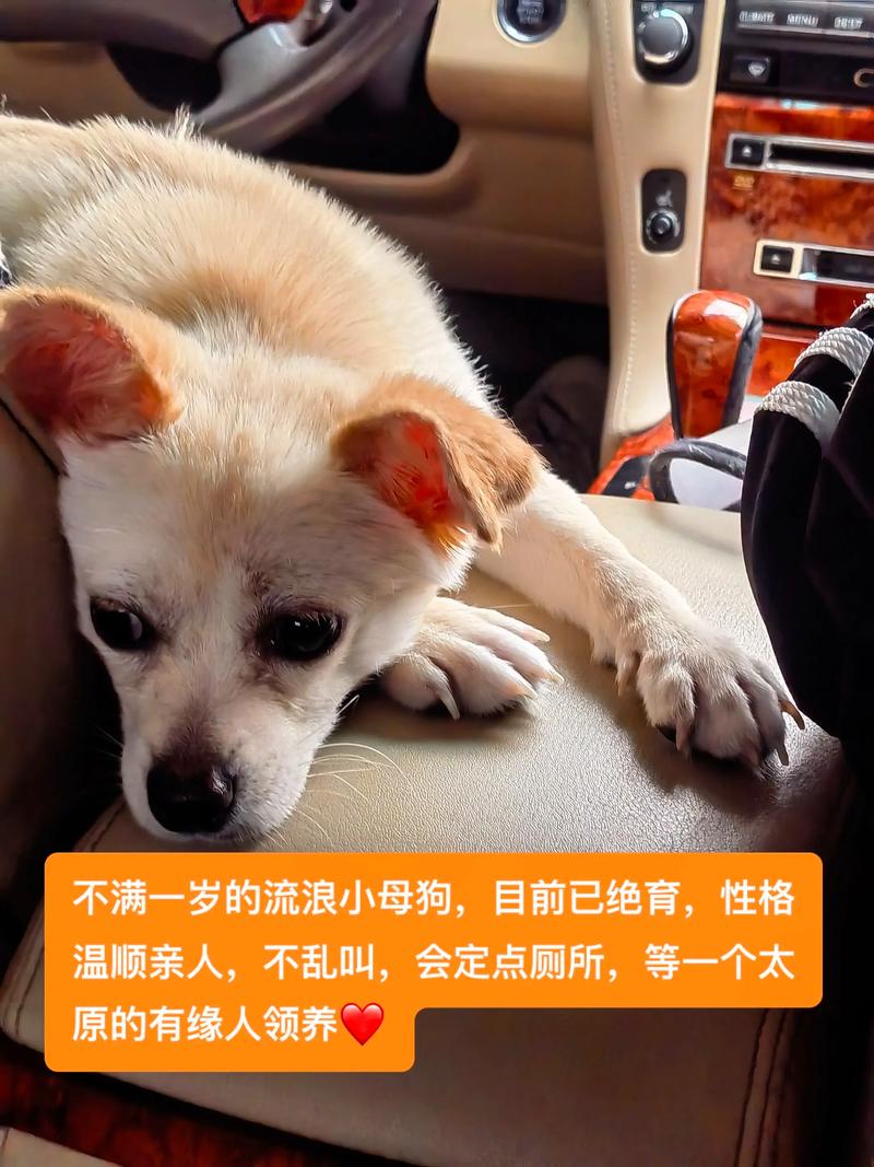 小母狗绝育最佳时间？6-8个月看个体！（小母狗绝育什么时候比较好）