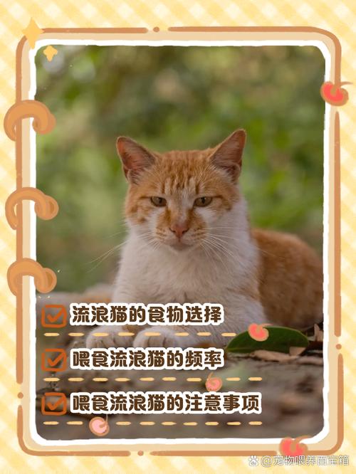 科学喂养流浪猫，健康又环保（流浪猫一天喂一顿会饿吗）