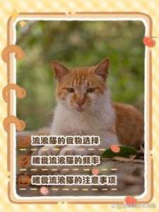 科学喂养流浪猫，健康又环保（流浪猫一天喂一顿会饿吗）