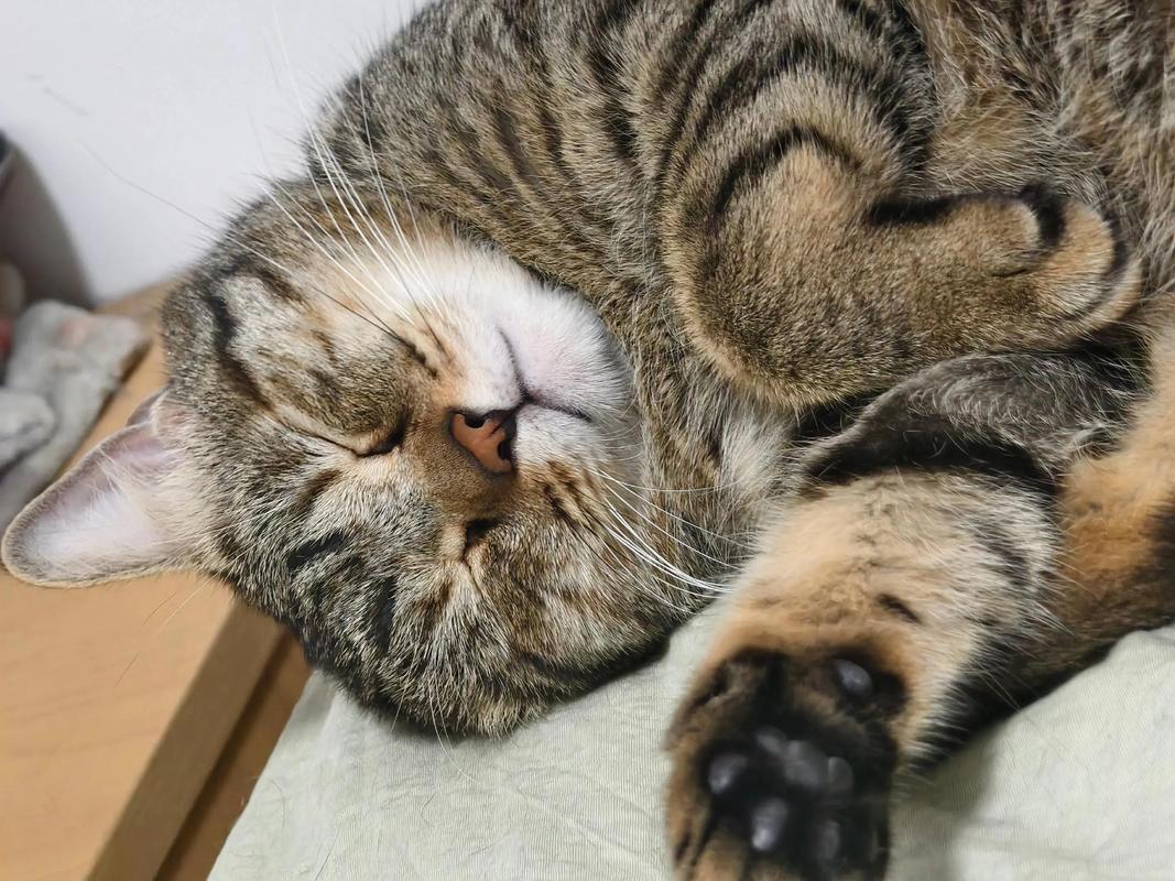 警惕！与猫同睡有健康风险，需注意防范（经常和小猫在一起睡的坏处）