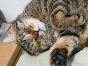 警惕！与猫同睡有健康风险，需注意防范（经常和小猫在一起睡的坏处）