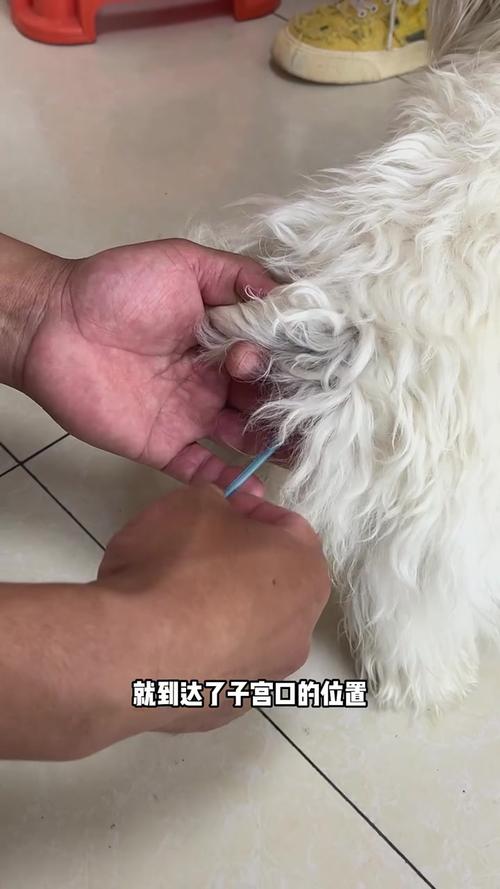 母狗绝育好处多，健康少烦恼（母狗怎么做绝育）