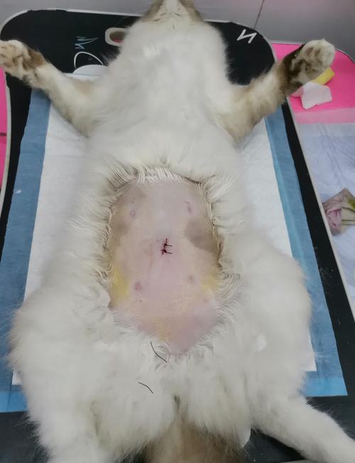 五六岁母猫绝育好处多（母猫五六岁了还建议做绝育吗）