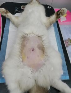 五六岁母猫绝育好处多（母猫五六岁了还建议做绝育吗）