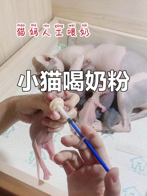 幼猫拒奶粉怎么办？（猫喂奶粉也不吃怎么办）