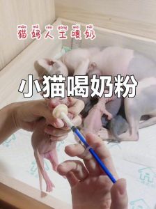 幼猫拒奶粉怎么办？（猫喂奶粉也不吃怎么办）