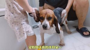 奖励乖狗狗，正向引导，爱伴成长（乖狗狗需要爸爸给你奖励吗）