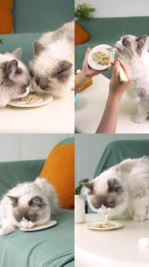 湿粮易腐败粘牙，小猫吃完多久能吃干粮？（给猫吃湿粮有什么坏处）