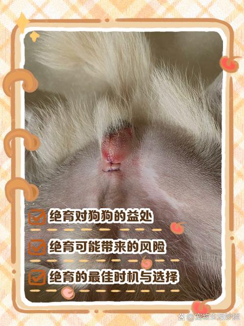 狗狗绝育好处多，风险需了解（狗狗需要绝育吗）