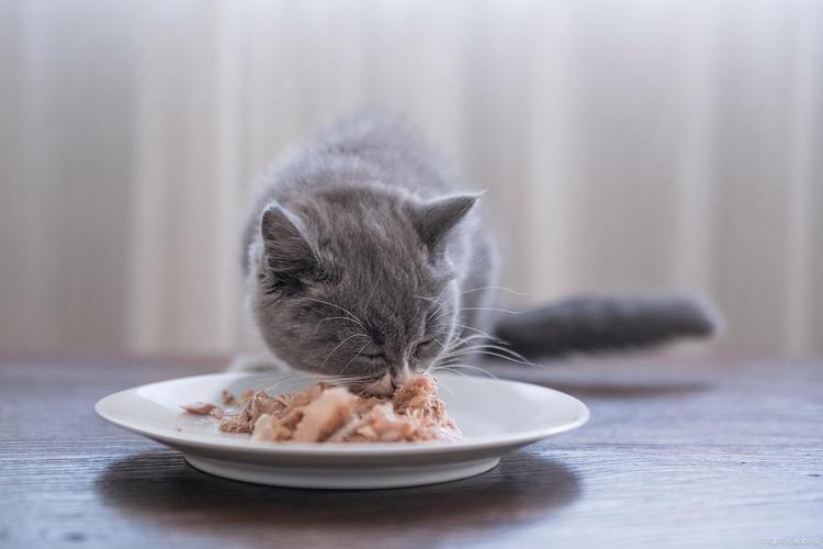 猫咪掉毛多？喂食助排毛，梳毛勤打理（猫吃什么排毛效果最好）