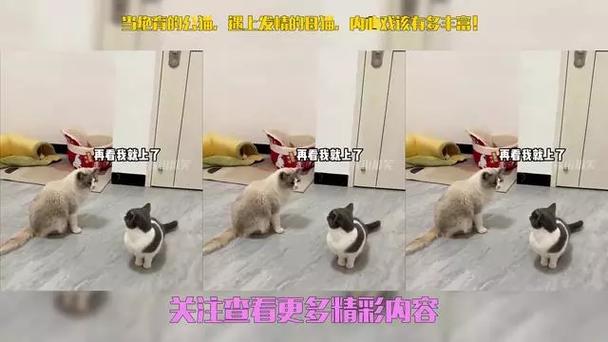 公猫发情期离家出走怎么办？（公猫发情离家出走多久会回来）