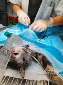 养猫绝育利弊大，健康幸福需权衡（宠物猫绝育好处和坏处）
