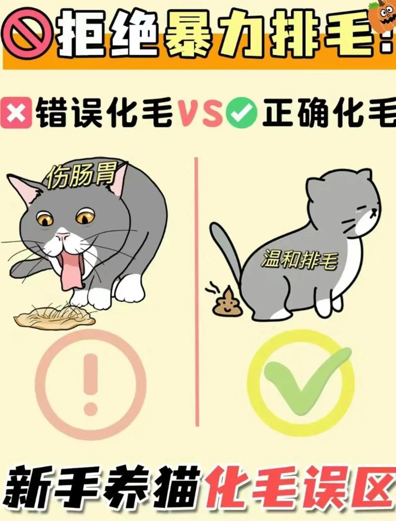 梳毛洗澡均衡饮食，猫咪排毛全面护理（猫咪排毛最好的方法）