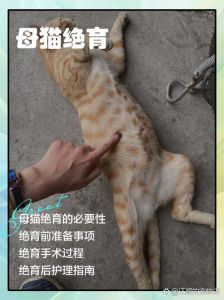 母猫不绝育好与坏，绝育优缺点及选择（母猫不绝育的好处和坏处）