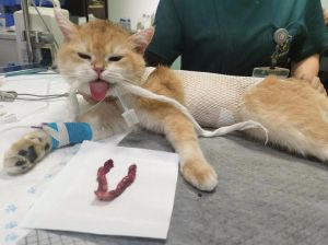 母猫产后2月绝育佳，恢复好，小猫独立，手术需兽医评估（母猫生完以后多久可以绝育）