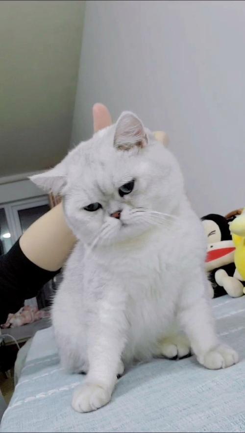 公猫发情期出走，几天回？（公猫发情离家出走10天还活着吗）