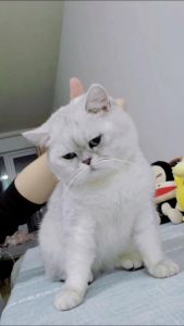 公猫发情出走，耐心寻找助回家（公猫发情出走多久能回来）