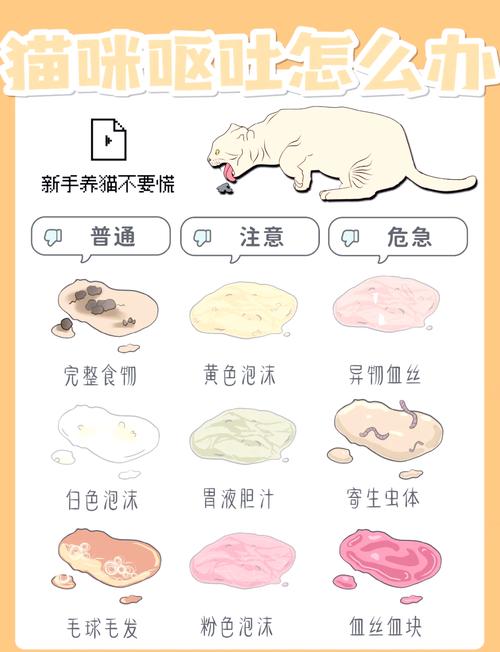 猫咪呕吐怎么办？速看应对指南！（猫咪呕吐最快解决办法）