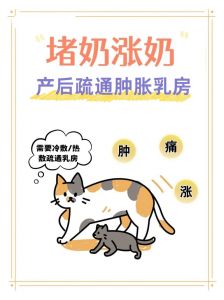 产后猫咪涨奶别慌，温敷挤奶逐步人工喂养（猫咪涨奶最快解决办法）