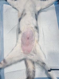 四岁母猫绝育好处多，健康风险低（四岁的母猫做绝育会不会太晚了）