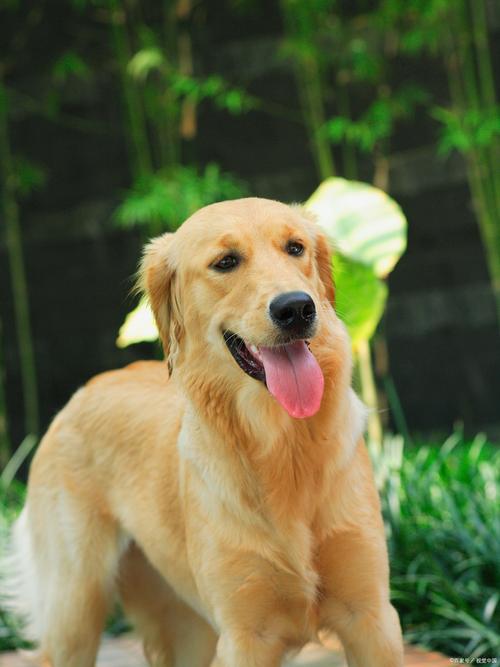 50热门宠物犬性格，高清美图赏析！（狗狗图片大全大图）