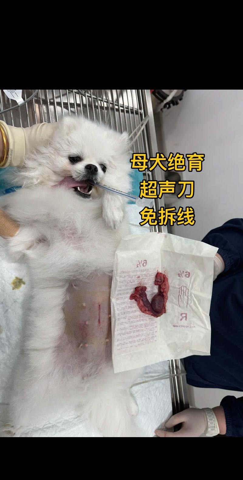 母狗绝育安全有效，预防疾病，春秋恢复快（母狗可以做绝育手术吗）