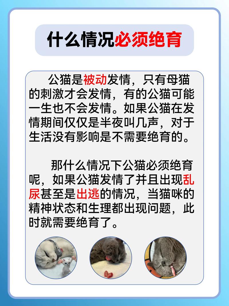产后俩月再绝育，母猫健康有保障（猫没有回完奶可以绝育吗）