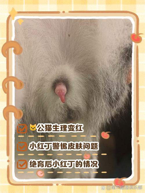 公猫最佳绝育时间及好处（公猫多久可以绝育）