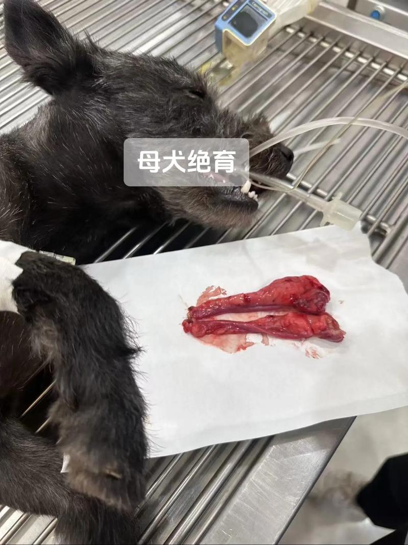 母狗绝育好处多，健康安稳少烦恼（母狗能绝育吗）