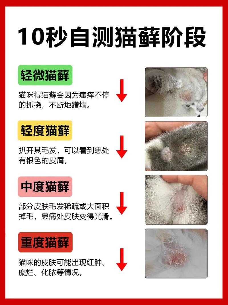 猫咪掉毛与情绪有关，梳毛清洁饮食调节，改善毛发健康（猫掉毛最好的解决办法）