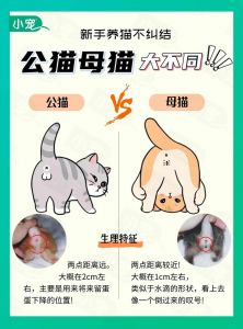 公猫发情期易出走，绝育可避免（公猫出走一般几天回来）