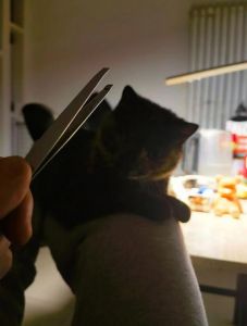 猫咪叫春怎么办？温柔安抚或禁情粉解决（猫咪发春一直叫怎么办）