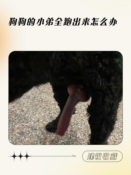 延长寿命还是易胖？（狗狗必须要绝育吗）