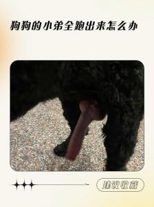 延长寿命还是易胖？（狗狗必须要绝育吗）