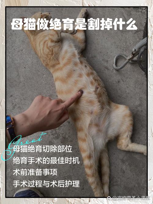 母猫产后多久绝育合适？（母猫生产完多久绝育）
