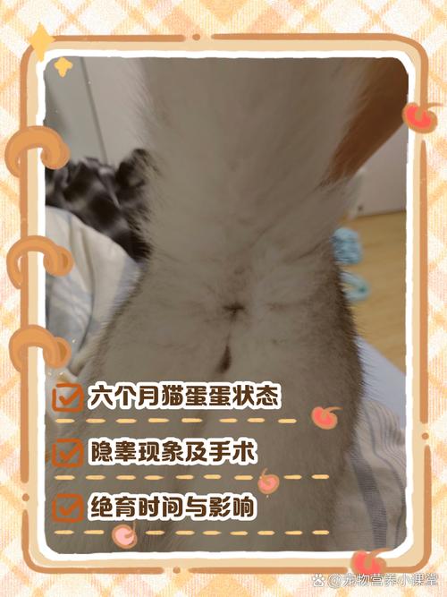 公猫几个月绝育合适？（公猫蛋蛋几个月长出来）