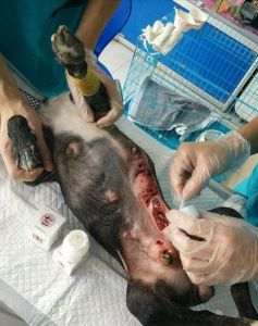 母狗绝育要科学，选对时机护健康（母狗怎么绝育最安全最好方法）