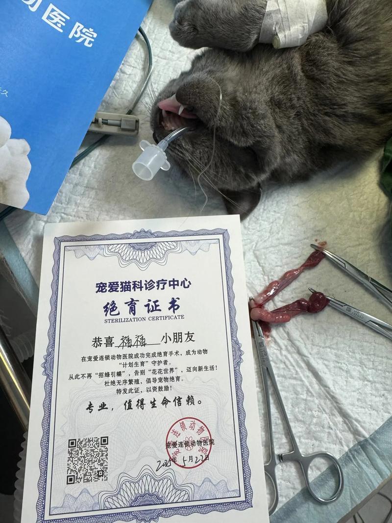 体重达标再手术（母猫太瘦可以做绝育吗）