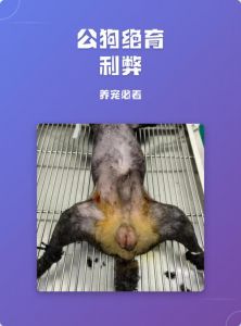 性格温顺寿命长，但易胖有风险需权衡（公狗绝育的好处与坏处）