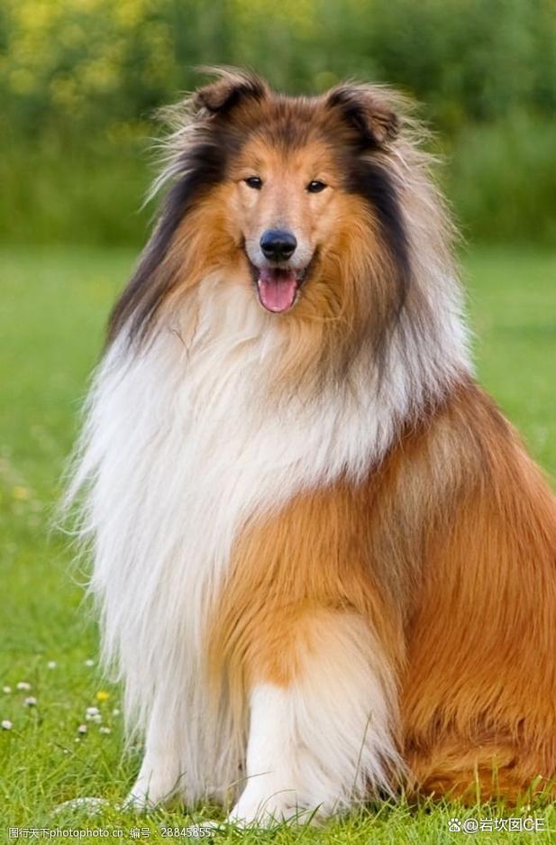 50热门宠物犬性格，高清美图赏析！（狗狗图片大全大图）