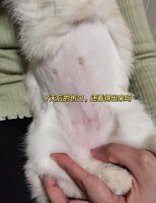 母猫母狗都能做绝育，健康又省心，减少流浪（母狗母猫能绝育吗）